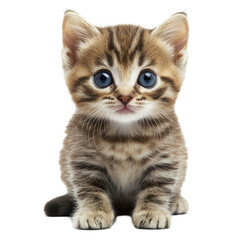 Naklejka premium Playful kittens in soft focus with vibrant blue eyes isolated on Transparent background, kittensisolated on PNG background