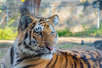 Charming buffalo tiger in Baku Zoological Park