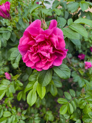 Close-up of a fully bloomed pink rose surrounded by healthy green garden leaves.