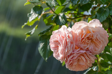 Pink English Roses. Pale pink English roses with many petals are wet with drops of water. The leaves glisten in the moist morning light.