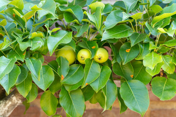 A pear tree with green fruit is showing the first signs of rust on its leaves. The fruit is still...