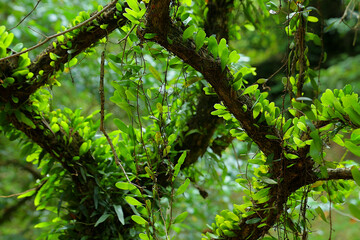 Fototapeta premium Known as 'pokok duit-duit' or Pyrrosia piloselloides covers the tree trunk