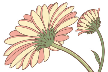 Fototapeta premium Charming pink and cream gerbera blossoms pose together, displaying graceful form against a white background