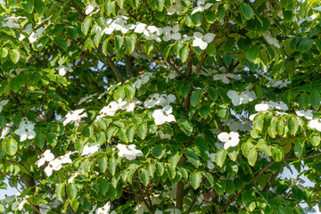 Flowering Dogwood Cornus florida. A lush flowering dogwood tree displays numerous white blossoms...