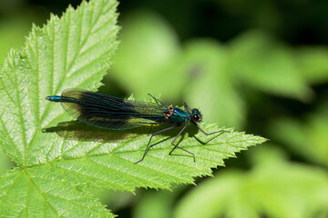 Banded demoiselle, Calopteryx splendens