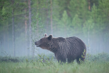 Brown bear in the misty taiga landscape
