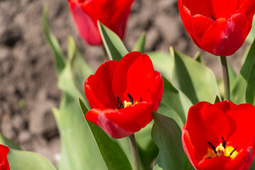Bee and poppy and tulip flower. Nice bokeh effect of early morning golden hour. Meditation of...