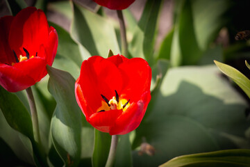 Bee and poppy and tulip flower. Nice bokeh effect of early morning golden hour. Meditation of...