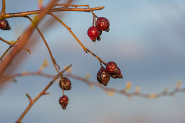 Artistic close-up of ripe berries on branches against a blurred natural backdrop, conveying...