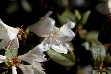Blossoms of Rhododendron lutescens