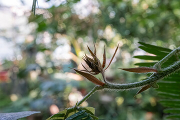 A close-up of an early-stage sunflower with visible seeds, surrounded by lush greenery The focus is...