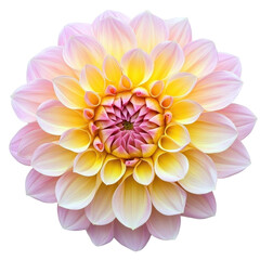 Obraz premium Beautiful pink and yellow dahlia flower isolated on a Transparent background showcasing its vibrant petals, Pink Yellow Dahlia Flower isolated on PNG background