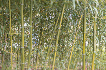 Close-up of packed bamboo stalks with green leaves, exhibiting natural ridges, in soft filtered...