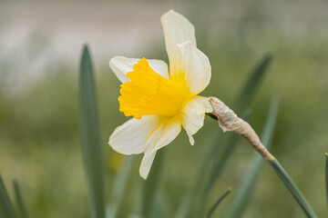 Close-up of a yellow daffodil flower in bloom, against outdoor greenery backdrop