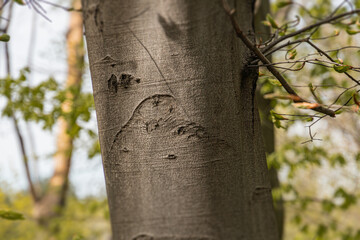 Close-up view of a tree trunk, textured bark, green leaves fuller due to springsummer, outdoor setting, sunlight casting shadows, realistic style, greens and browns color palette, vertical perspec
