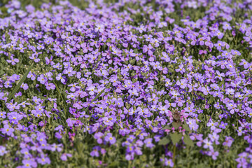 Obraz premium Close-up view of a lush, densely packed purple flower field with various shades and species, soft diffused lighting, natural setting, ground level perspective, realistic style