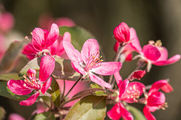 Close-up image of pink blooming flowers on a branch, with green leaves and daytime lighting