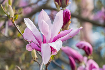 Close-up of pink flowers cherry blossoms or similar, soft pastel color palette, outdoor setting, blurred background, intricate stamens, gentle light play, subtle green foliage, detailed petals and