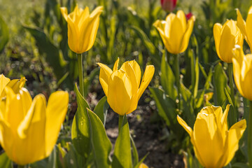Fototapeta premium Close-up view of a vibrant yellow tulip bed, arranged in neat rows, soft lighting, lush green leaves, realistic style, vivid colors