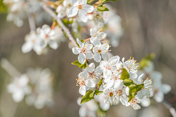 Close-up view of cherry blossoms in bloom, predominantly white with soft pink hues and red anthers Scattered across green stems and leaves Sunlit, angled upward perspective capturing detail and tex
