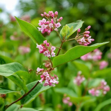 a flowering dogbane plant with clusters of pink flowers and green leaves in a meadow