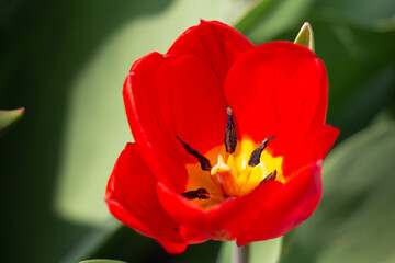 Bee and poppy and tulip flower. Nice bokeh effect of early morning golden hour. Meditation of...