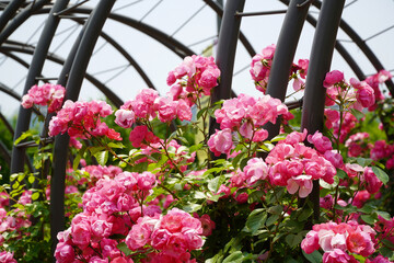 Seoul Botanic Park Rose Tunnel