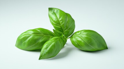 Fresh basil leaves (1)