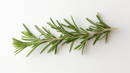 Fototapeta premium Fresh rosemary sprig