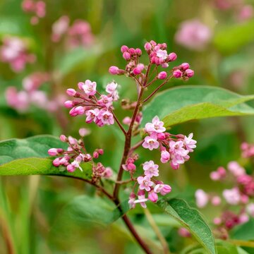 a flowering dogbane plant with clusters of pink flowers and green leaves in a meadow