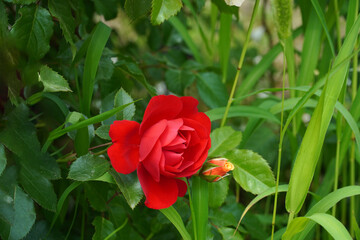Red rose picture. My rose. Your rose