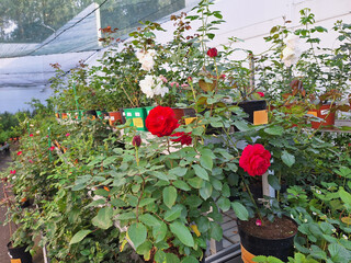 Vibrant red and white roses in a greenhouse nursery setting
