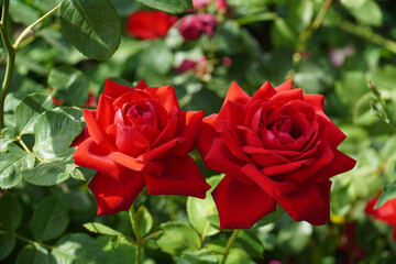 Red rose picture. My rose. Your rose