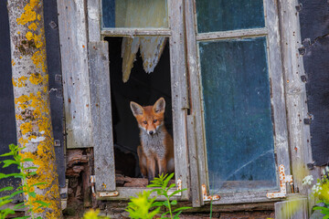 Curious little cub of red fox - vulpes vulpes staring into the camera through the window of an old abandoned house