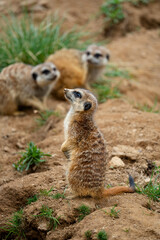 Meerkats (Suricata suricatta)