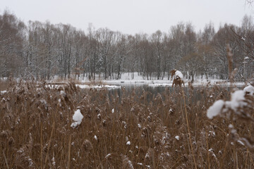Winter landscapes inside the woods of Moscow, beauty art photographs of the trees and bushes covered with snow and the frozen lake landscape.