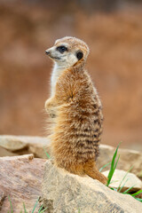 Meerkats (Suricata suricatta)