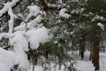 Winter background with snowy pine tree branches.