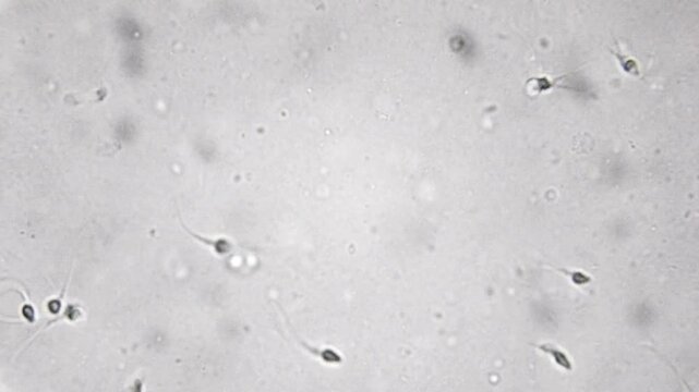 Microscopic View of Neuronal Cells in Culture