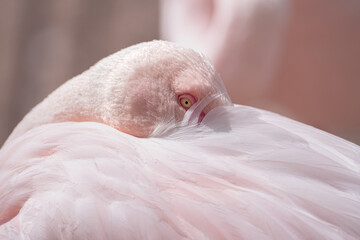 Flamingo (Phoenicopteriformes)