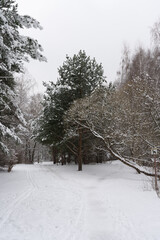 A winter forest with tall pine tree covered in snow. The snow-covered trees and winter landscape.