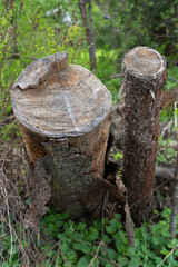 Close-up of two rotting tree stumps.