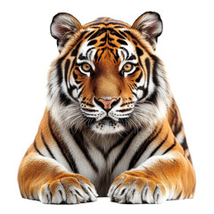 Fototapeta premium Majestic tiger resting with a captivating gaze on a pure Transparent background, Tiger on PNG background