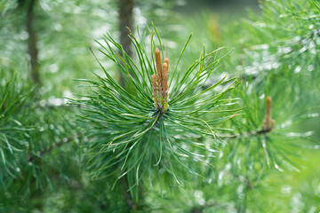 Сloseup of pine branch with green summer background.