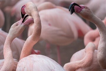 Naklejka premium Flamingo (Phoenicopteriformes)