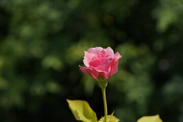 pink valentine rose at different scales