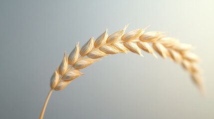 Golden wheat ear close-up