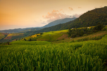 Green Terraced Rice Field 