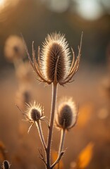 Obraz premium Autumn meadow with thistle seed heads. Dried plants, warm light, bokeh. Nature, autumn, fall season background. Golden hour, sunset time. Botanical beauty, peaceful calm outdoor scene.