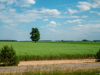 A tree stands in a field of green agriculture crop . The sky is clear and blue, with blue cloudy...